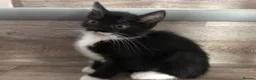 Mixed Breed cats for sale: Kittens - Advert 12