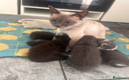 Ragdoll cats for sale: OPEN TO OFFERS!BEAUTIFUL RAGDOLL X SIAMESE KITTENS - Image 10