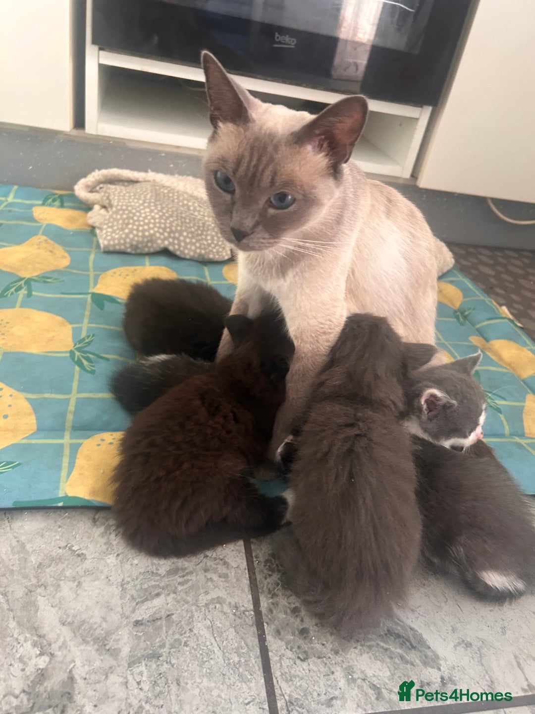 Ragdoll cats for sale: OPEN TO OFFERS!BEAUTIFUL RAGDOLL X SIAMESE KITTENS - Image 10