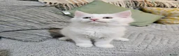 Maine Coon cats for sale: Maine Coon  - Advert 12