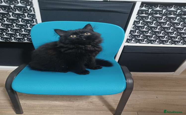 Persian cats - Advert 1