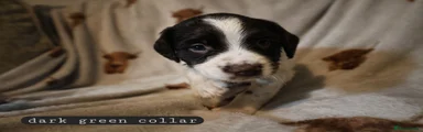 English Springer Spaniel 5