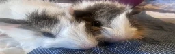 Guinea Pig rodents for sale: Baby boy guinea pigs long haired 8 weeks old  - Advert 7