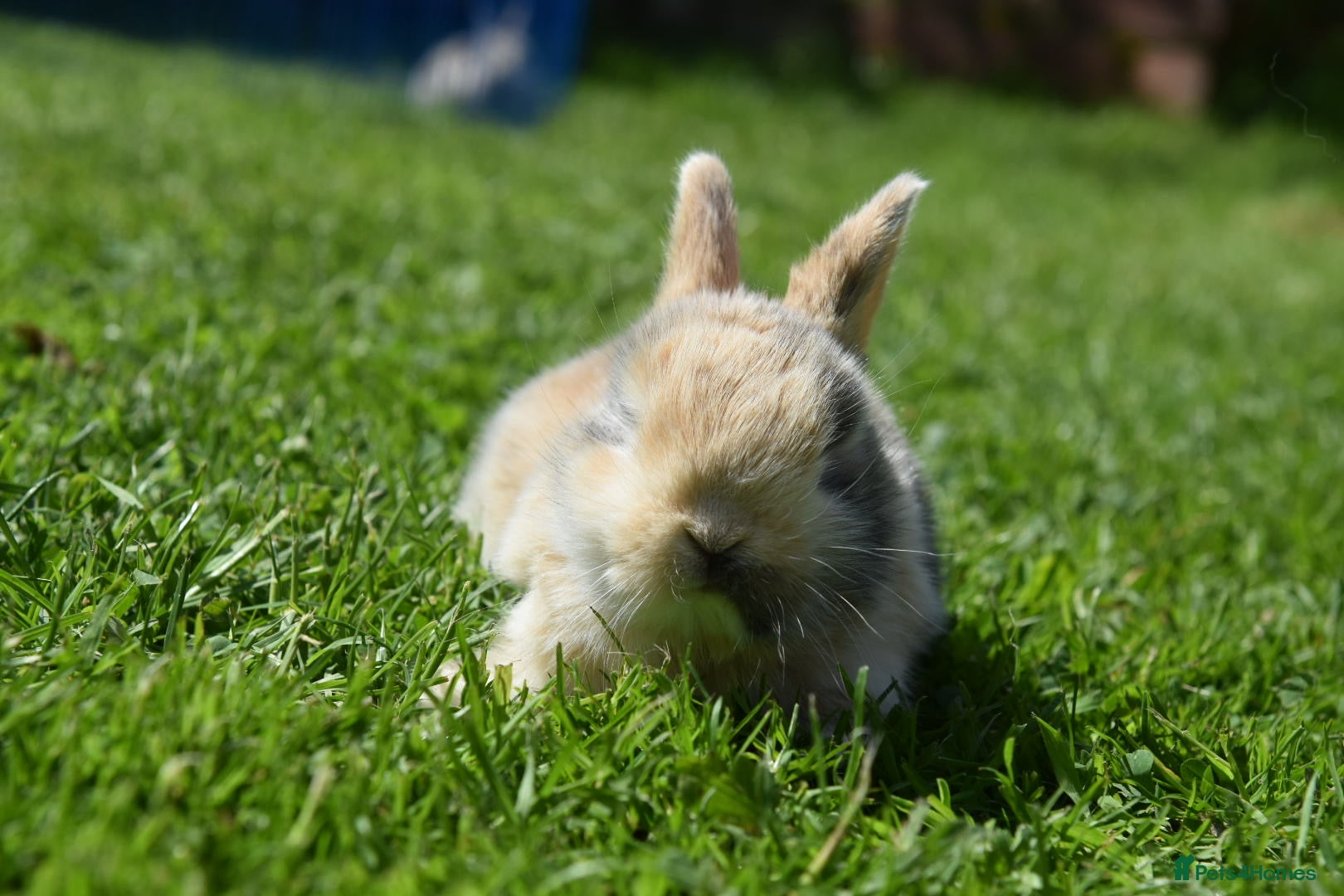 Lionhead rabbits for sale: Baby Lionhead x Lops Looking For New Home - Advert 9