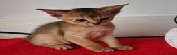 Abyssinian cats for sale: 1 usual silver & 1 usual currently available ✨️  - Advert 12