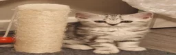 Scottish Fold cats for sale: Last Scottish Straight Silver Tabby Boy Available - Advert 19