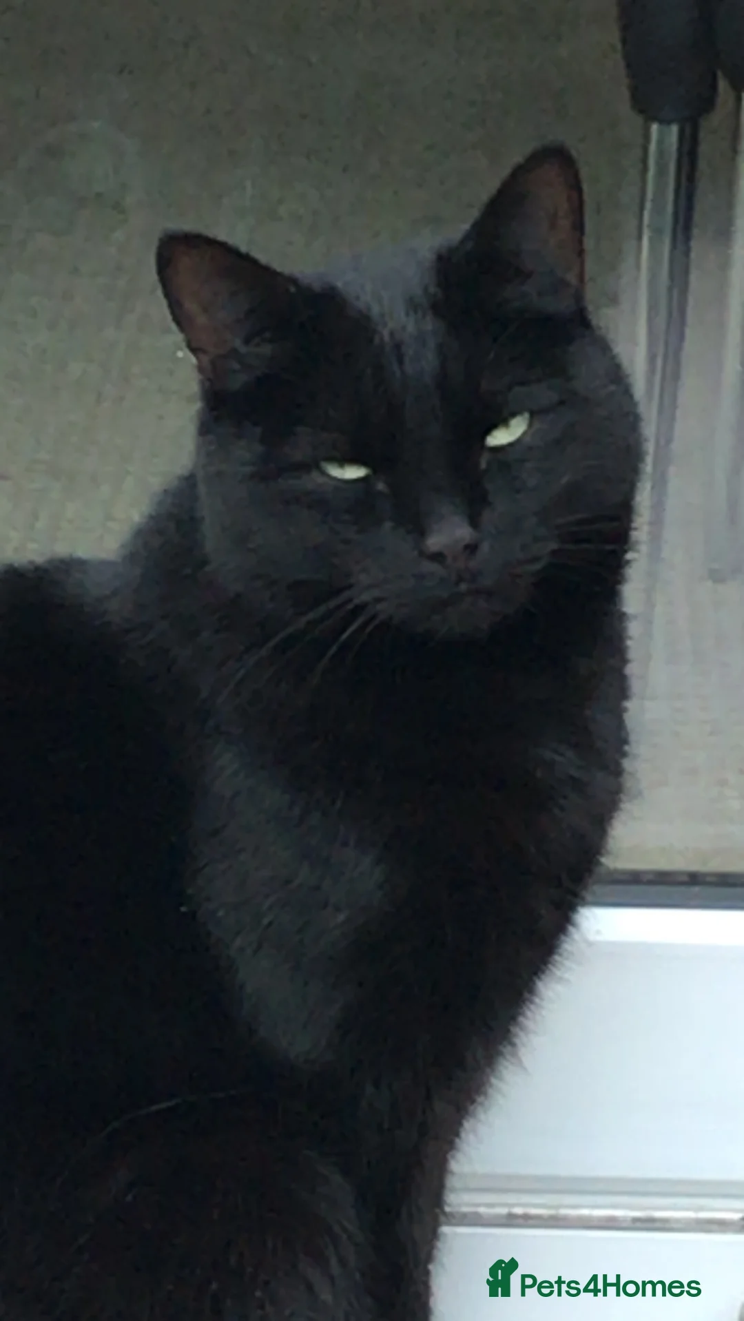 Mixed Breed cats for sale: Cat for rehoming - Advert 4