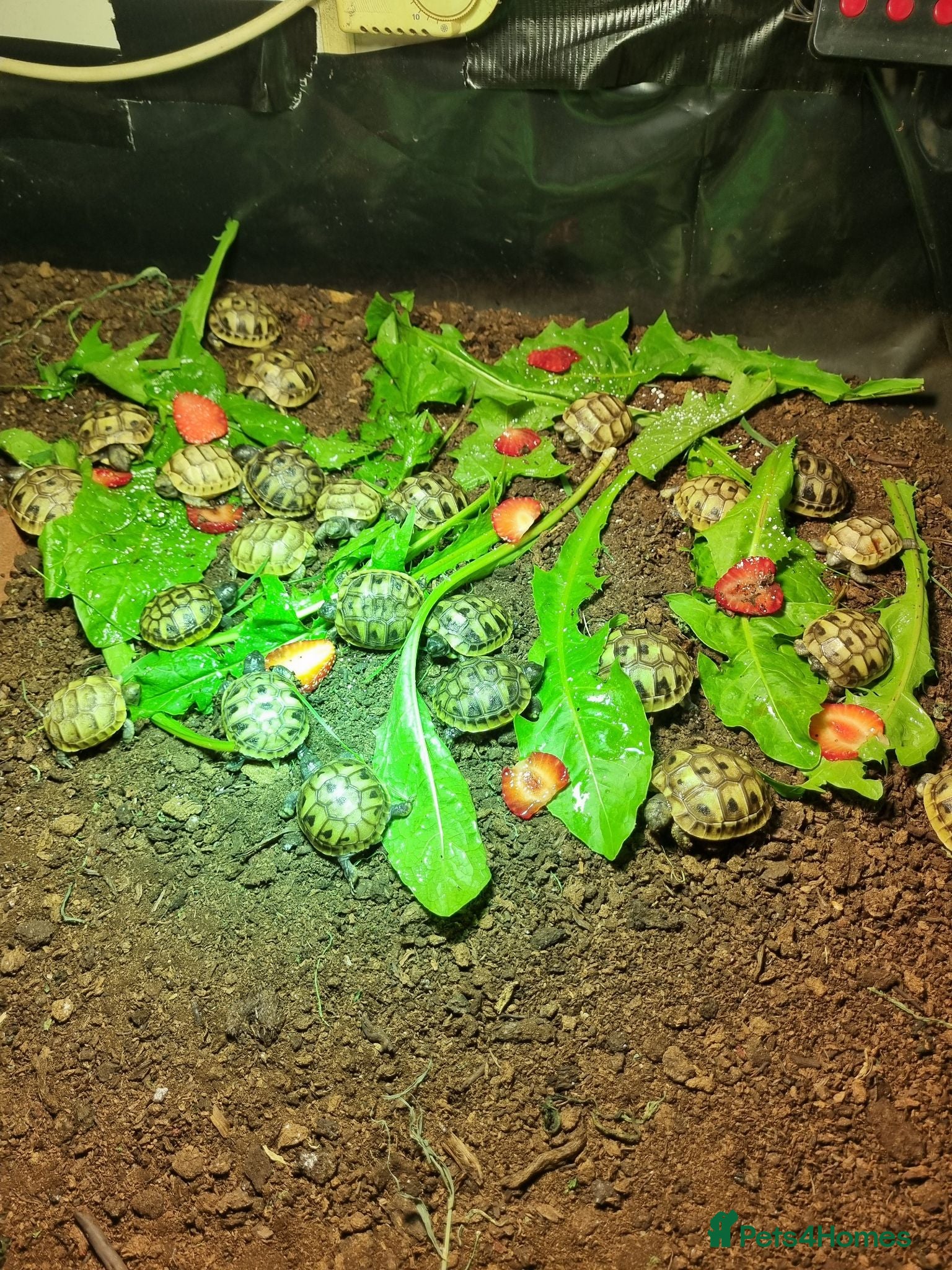 Hermann Tortoise reptiles Baby Hermann & Spur-thigh Tortoises for sale - Advert 1