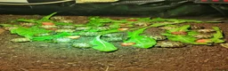 Hermann Tortoise reptiles for sale: Baby Hermann & Spur-thigh Tortoises for sale - Advert 1