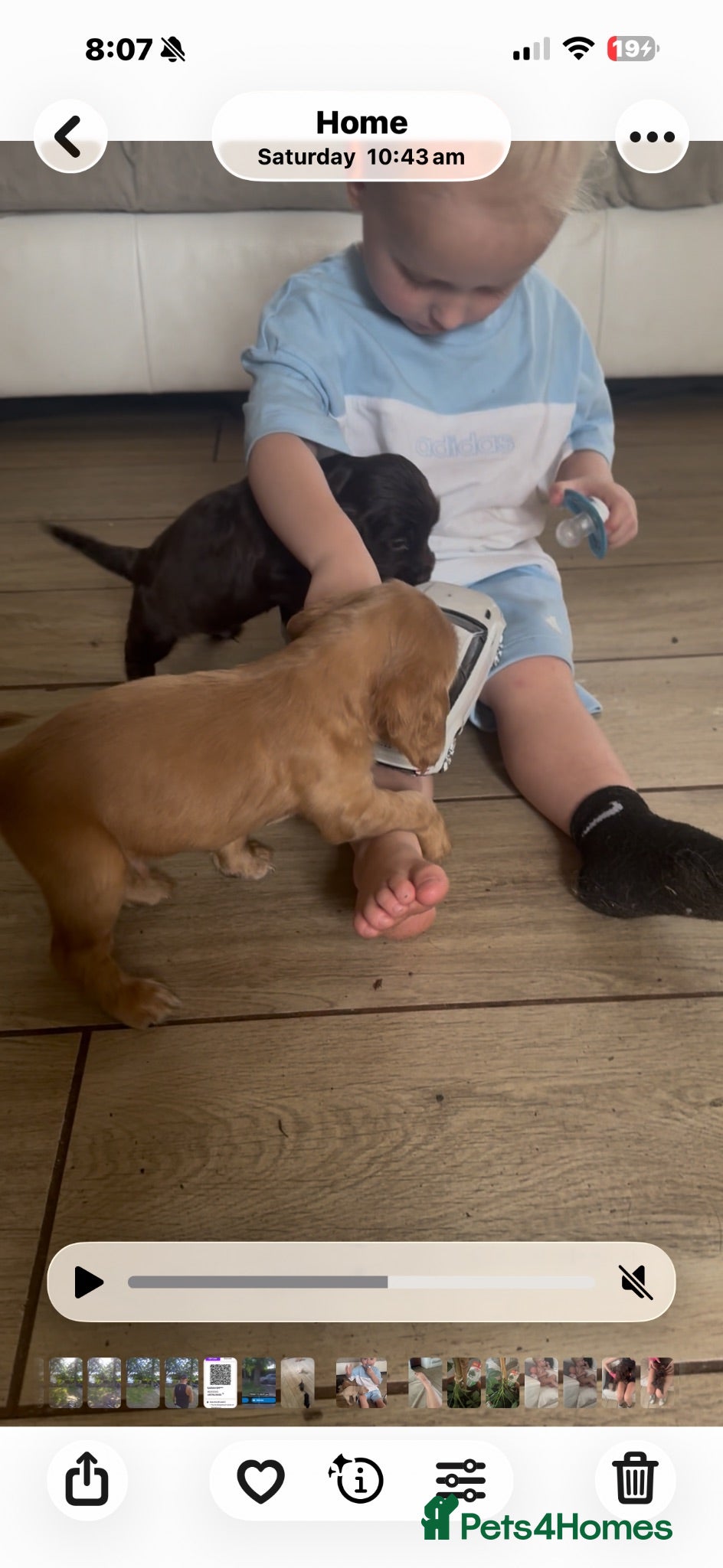 Cocker Spaniel dogs beautiful litter of chunky show cockerspaniel pups - Advert 2