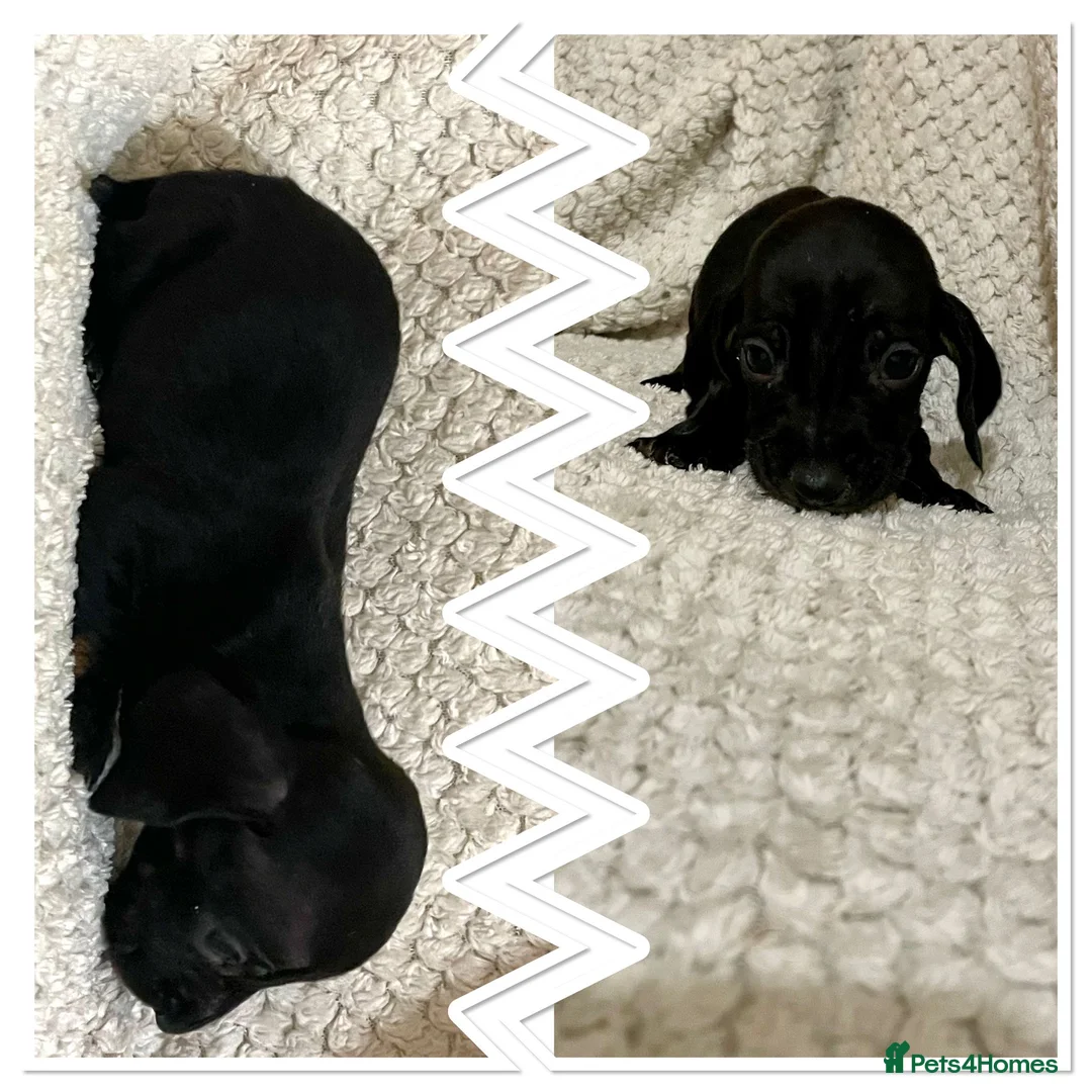 Miniature Dachshund dogs for sale: Miniature dachshund  - Advert 8