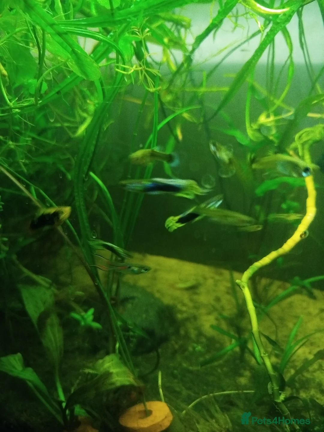 Live Bearers fish for sale: Guppys and Plattys  - Advert 3