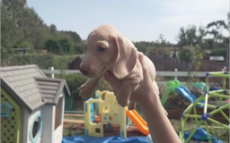 Miniature Dachshund dogs for sale: Miniature Cream Dachshund Puppies KC Reg   - Image 15