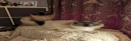 Ragdoll cats for sale: Ready to leave NOW discount price - Advert 9