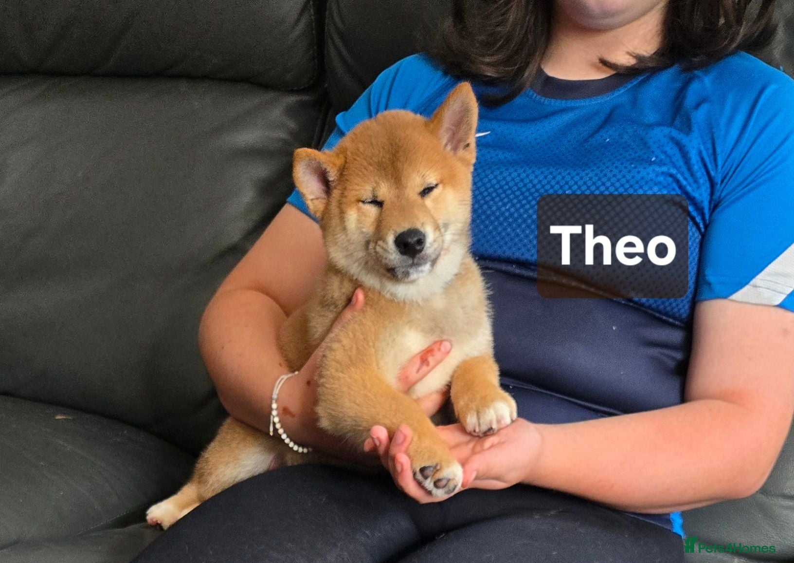 Japanese Shiba Inu dogs Foxy little shibas - Advert 1