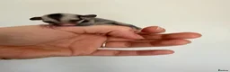 Sugar Glider rodents for sale: Joeys now OOP! 2 available  - Advert 12