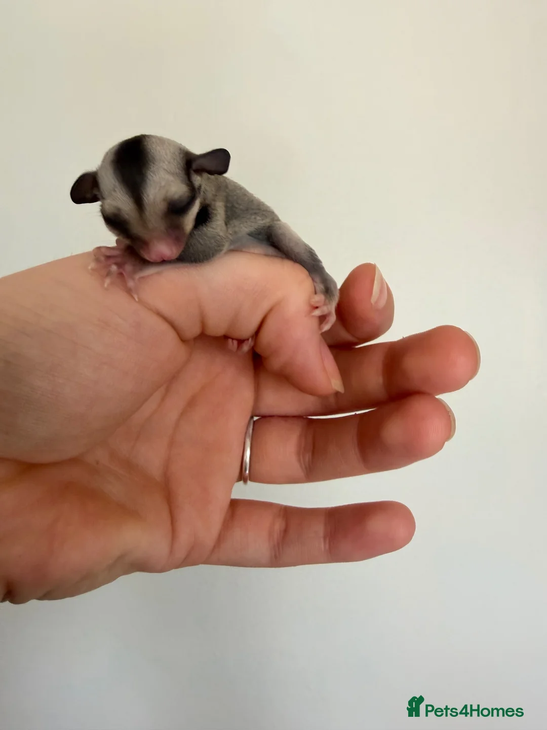 Sugar Glider rodents for sale: Joeys now OOP! 2 available  - Advert 12