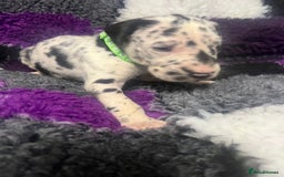 Great Dane dogs for sale: OUTSTANDING PURE BRED GREAT DANE PUPPIES FOR SALE - Image 5