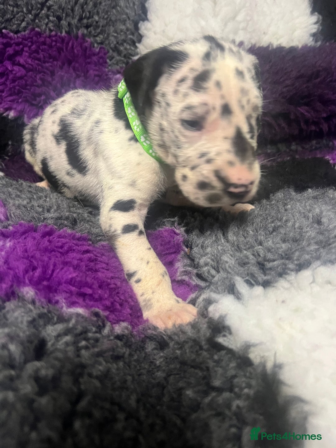 Great Dane dogs for sale: OUTSTANDING PURE BRED GREAT DANE PUPPIES FOR SALE - Image 5