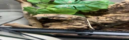 Gecko reptiles for sale: Crested gecko with set up  - Advert 1