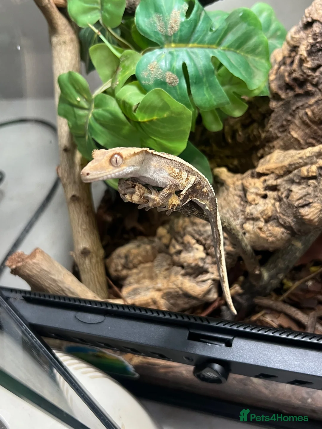 Gecko reptiles for sale: Crested gecko with set up  - Advert 1