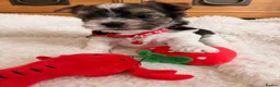 Yorkshire Terrier dogs for sale: Beautiful Petite Biewer Terrier Puppies /Pedigree  - Advert 23