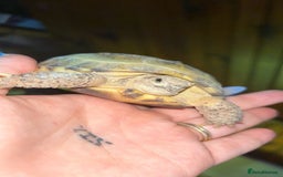 Tortoise reptiles for sale: Horsefield tortoise full set up - Image 5