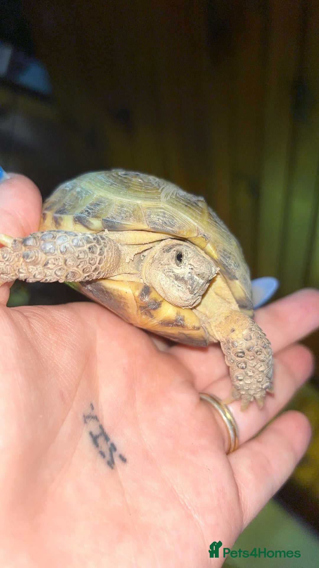 Tortoise reptiles for sale: Horsefield tortoise full set up - Image 5