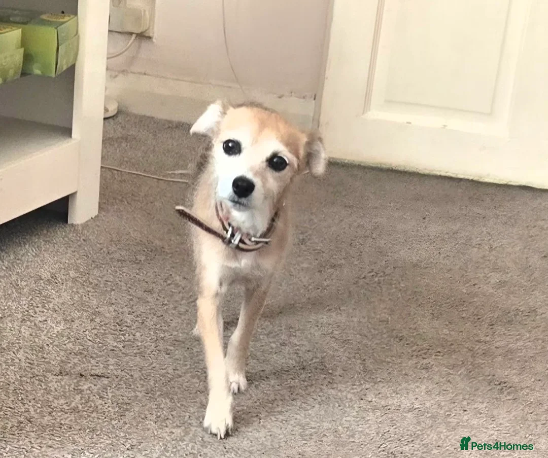 Mixed Breed dogs for sale: Chihuahua cross in Wolverhampton - Advert 2