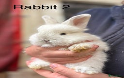Angora rabbits for sale: Teddy Widder babies for sale  - Image 3