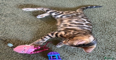 Bengal cats - Advert 11