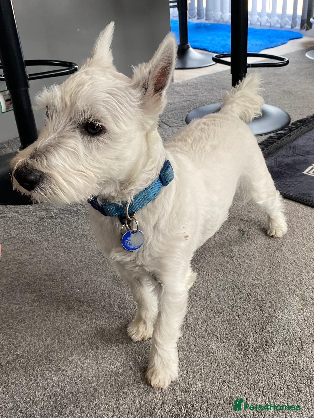 West Highland Terrier dogs for sale: WestHighland White Male 10 Months old in Ely - Advert 2