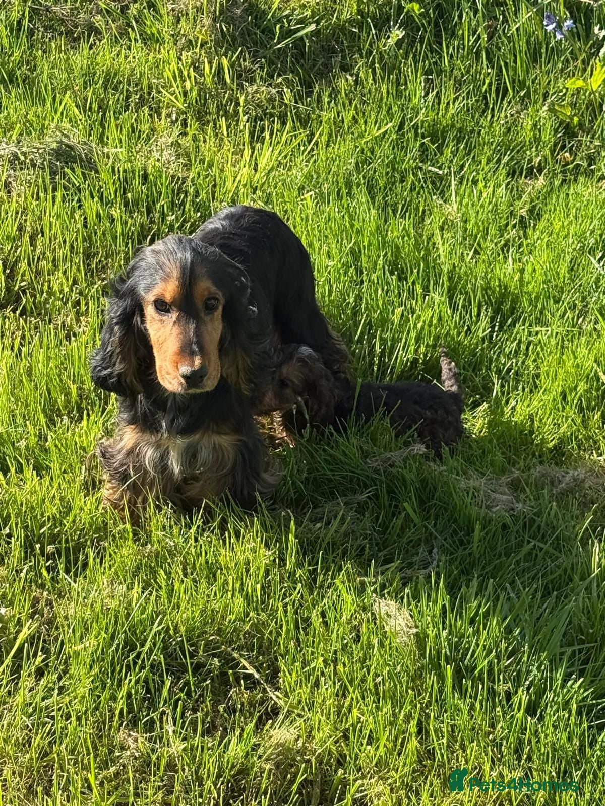 Cocker Spaniel dogs Kc reg parents show cocker spaniels  - Advert 1