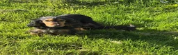Cocker Spaniel dogs for sale: Kc reg parents show cocker spaniels  - Advert 1