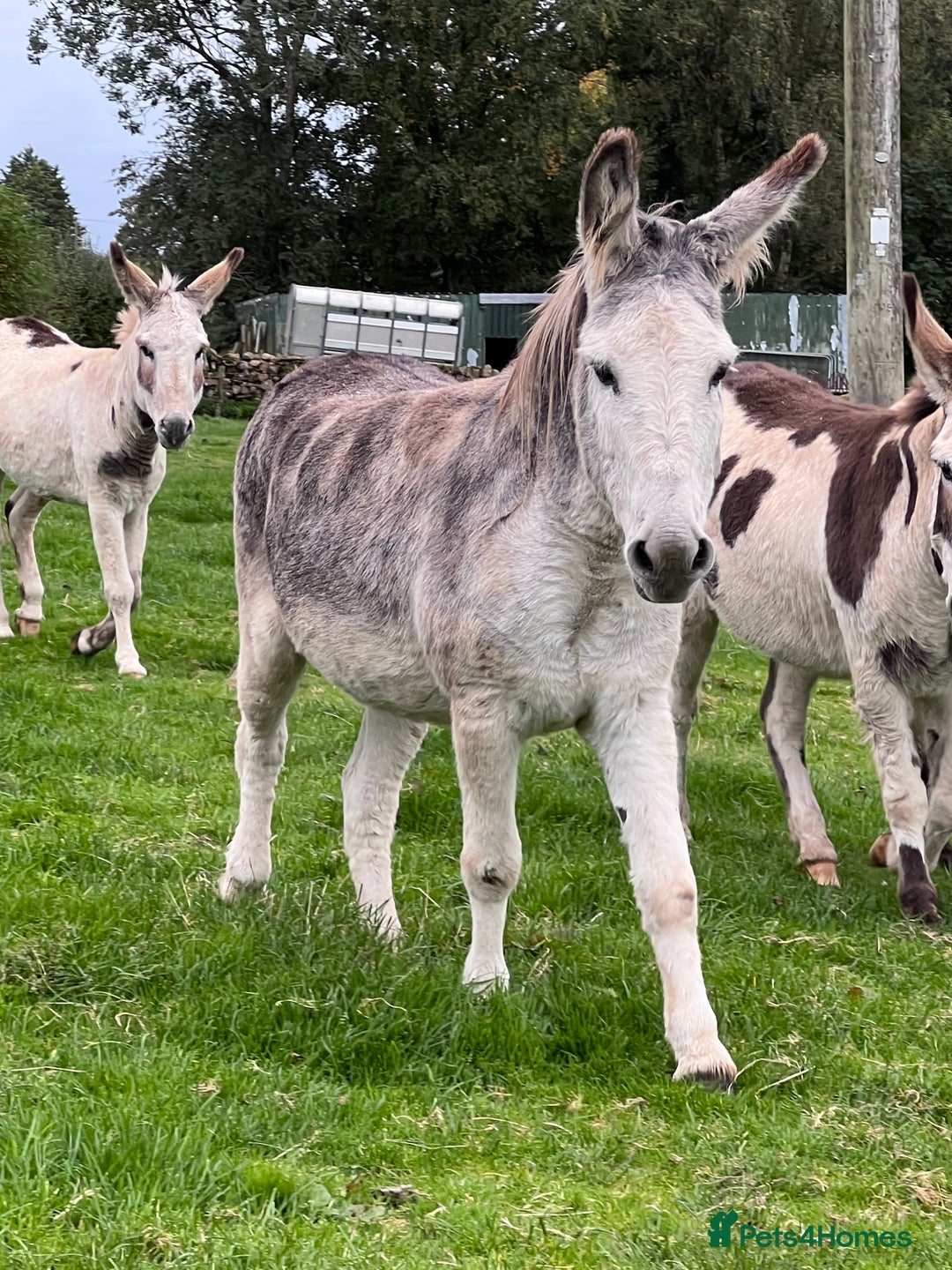 Donkey livestock for sale: Grey gelding donkey 16years old - Image 8
