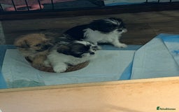 Zuchon dogs for sale: Bichon x Westie x Shih zu  - Advert 31