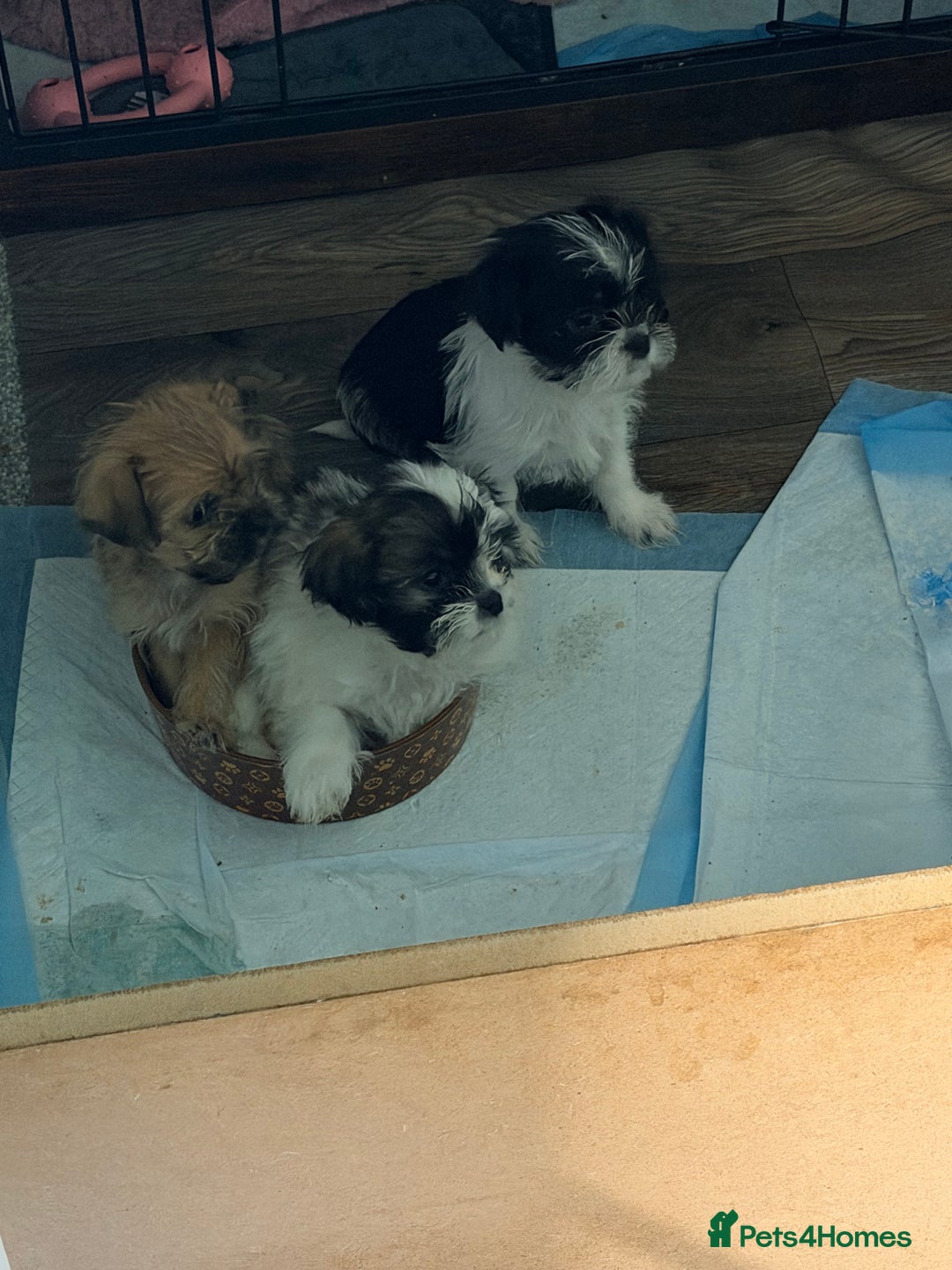 Zuchon dogs for sale: Bichon x Westie x Shih zu  - Advert 31