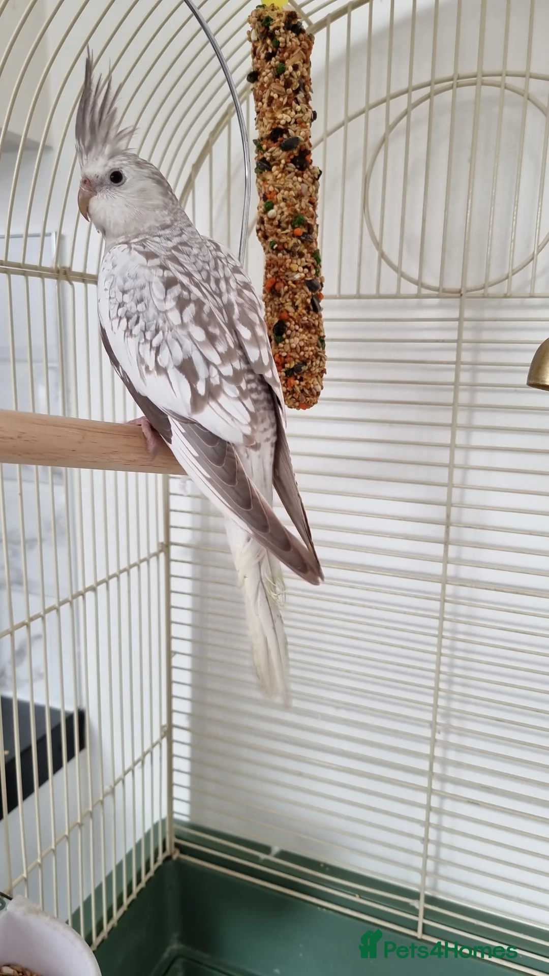 Cockatiels birds for sale: Hand Tame Cockatiel with Large Cage in Dudley - Advert 6