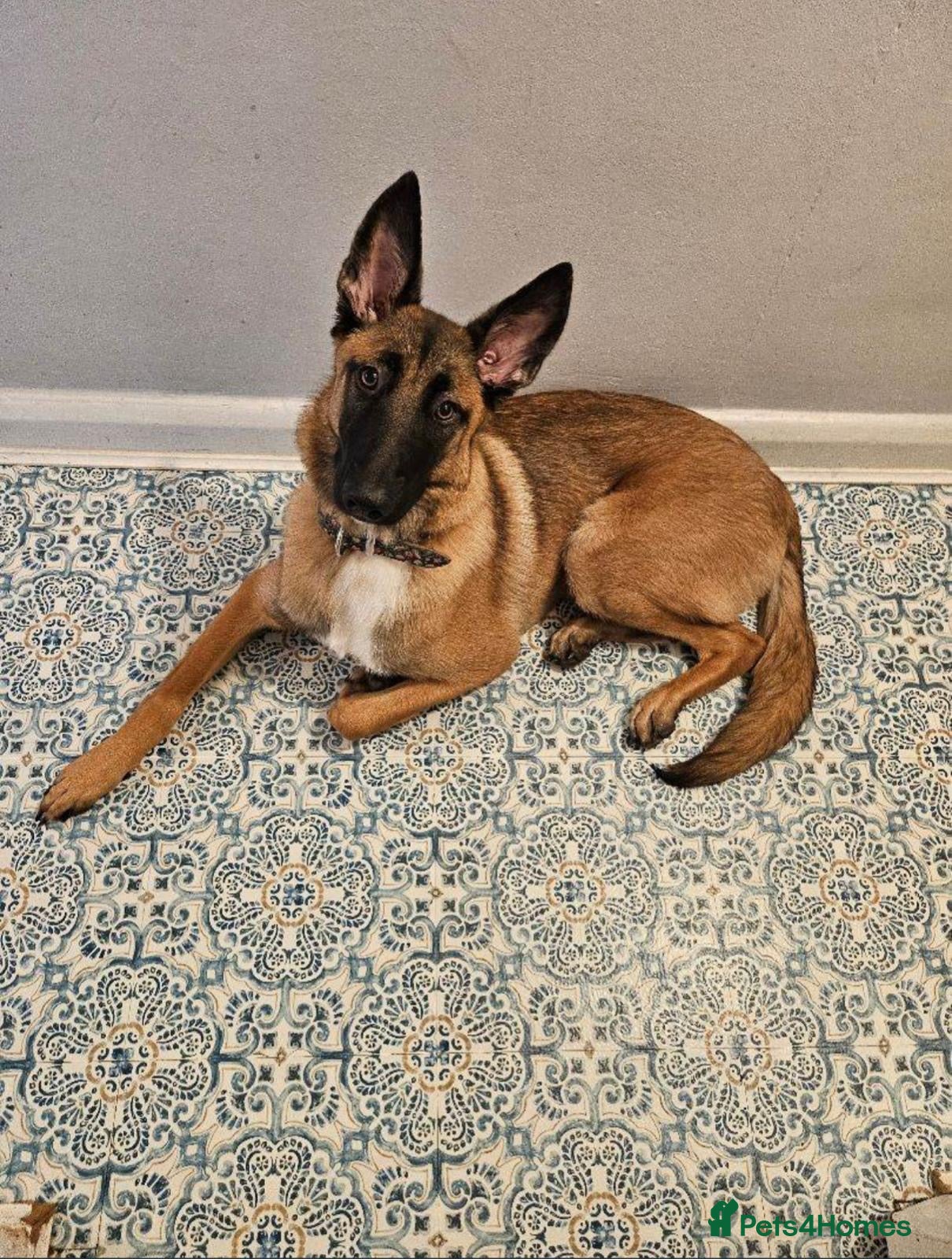 Belgian Shepherd Dog dogs Beautiful female belgian malinois - Advert 3