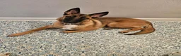 Belgian Shepherd Dog dogs for sale: Beautiful female belgian malinois in Dagenham - Advert 1