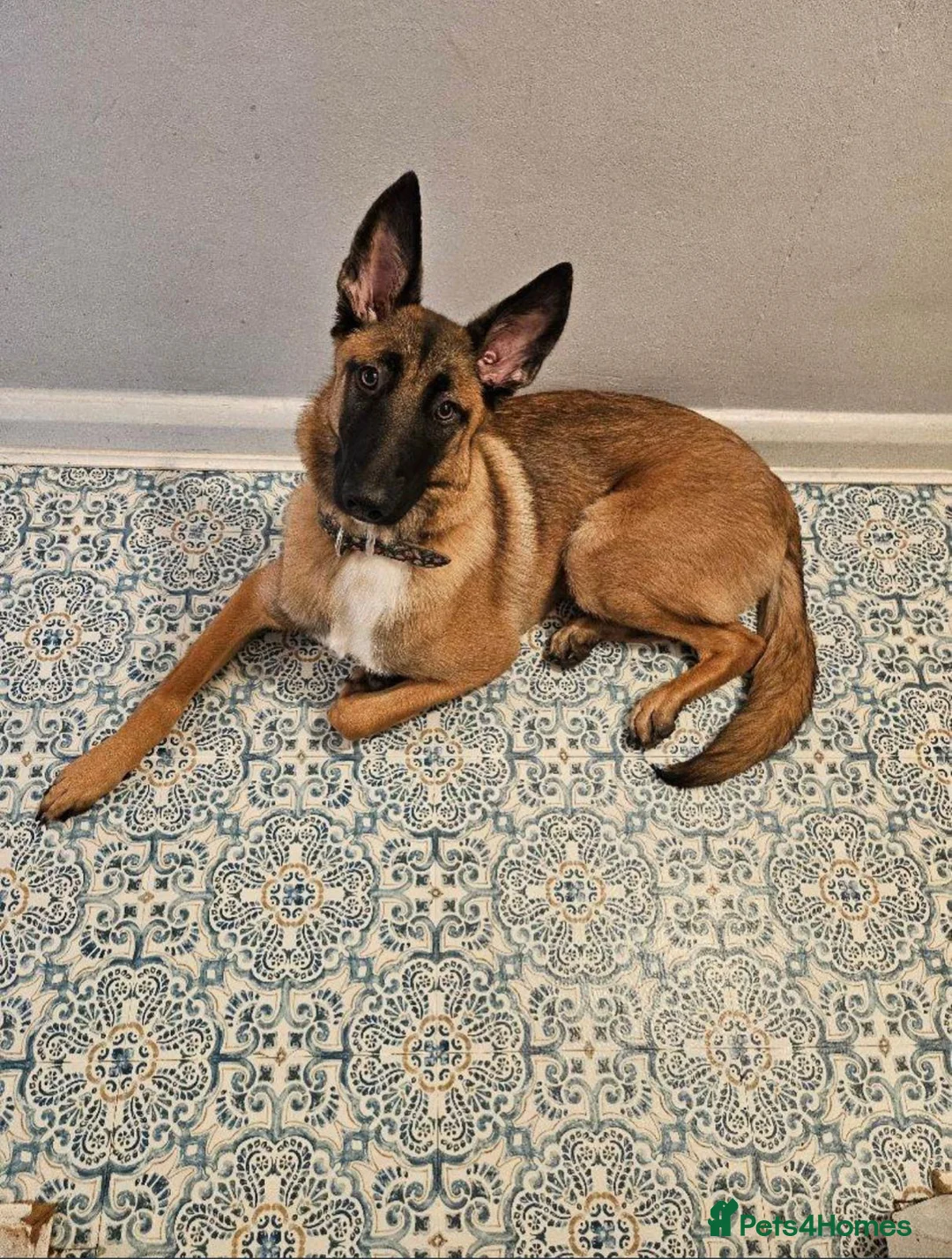 Belgian Shepherd Dog dogs for sale: Beautiful female belgian malinois in Dagenham - Advert 1