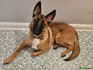 Belgian Shepherd Dog dogs Beautiful female belgian malinois - Advert 3