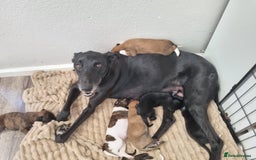 Lurcher dogs for sale: Greyhoundxwhippet cross whippetxgreyhound  - Image 1