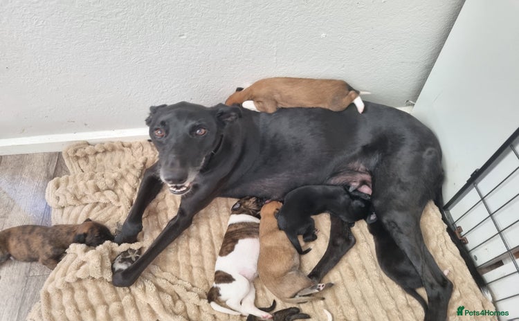 Lurcher dogs - Advert 1