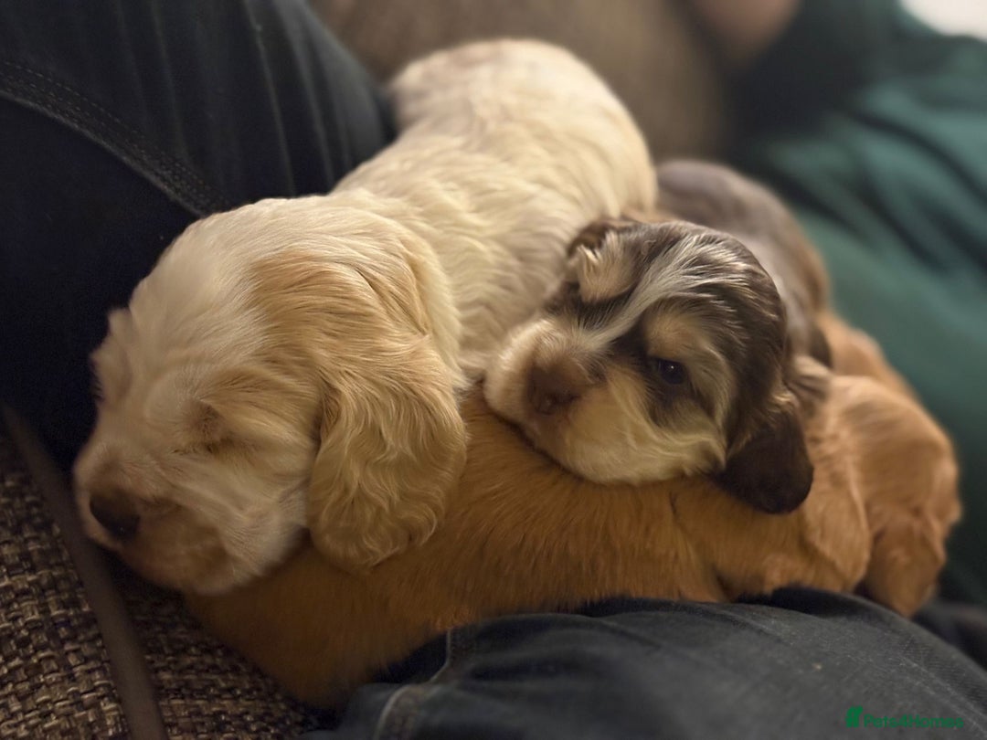 Cocker Spaniel dogs for sale: Extensively health tested, cocker spaniels. - Advert 11
