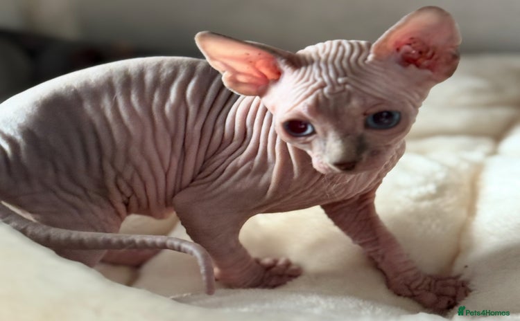 Sphynx cats - Advert 1