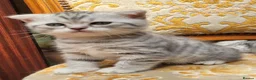British Shorthair cats for sale:  Blue Snow Leopards looking for forever family in Croydon - Advert 4