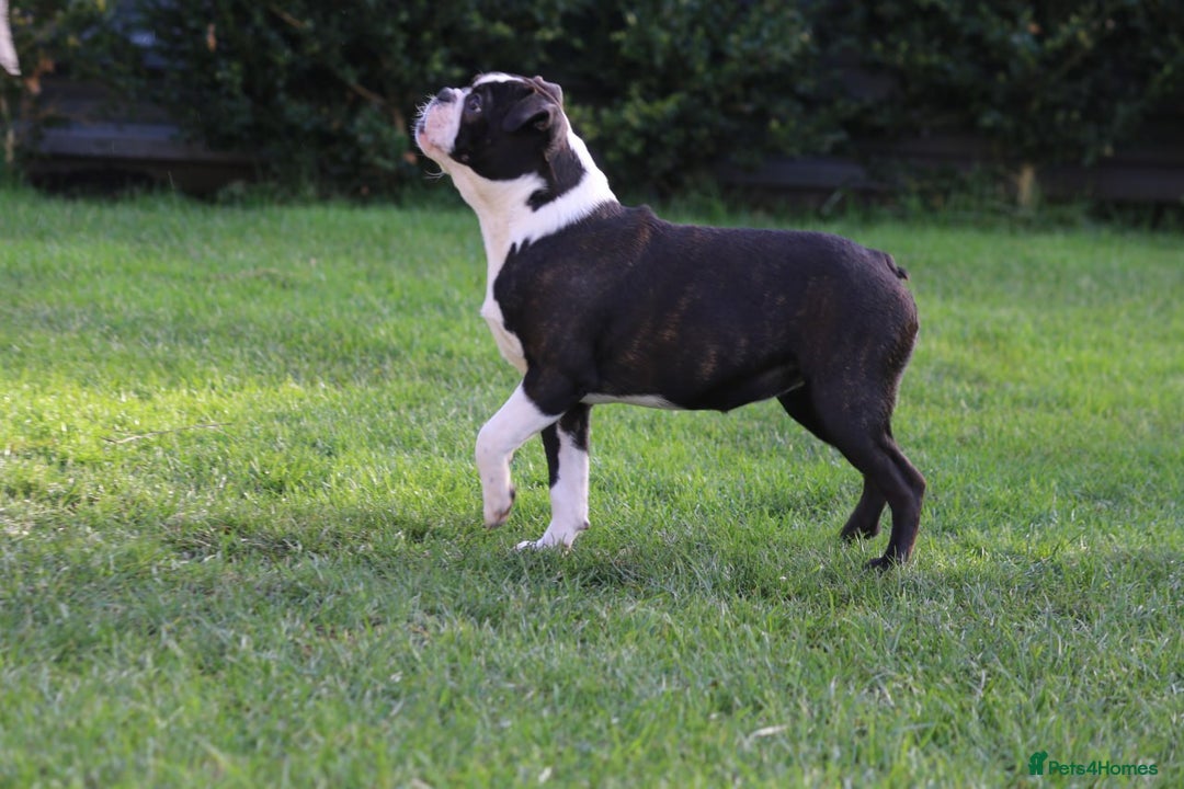 Boston Terrier dogs for adoption: MAGGIE – Female Boston Terrier - Advert 3