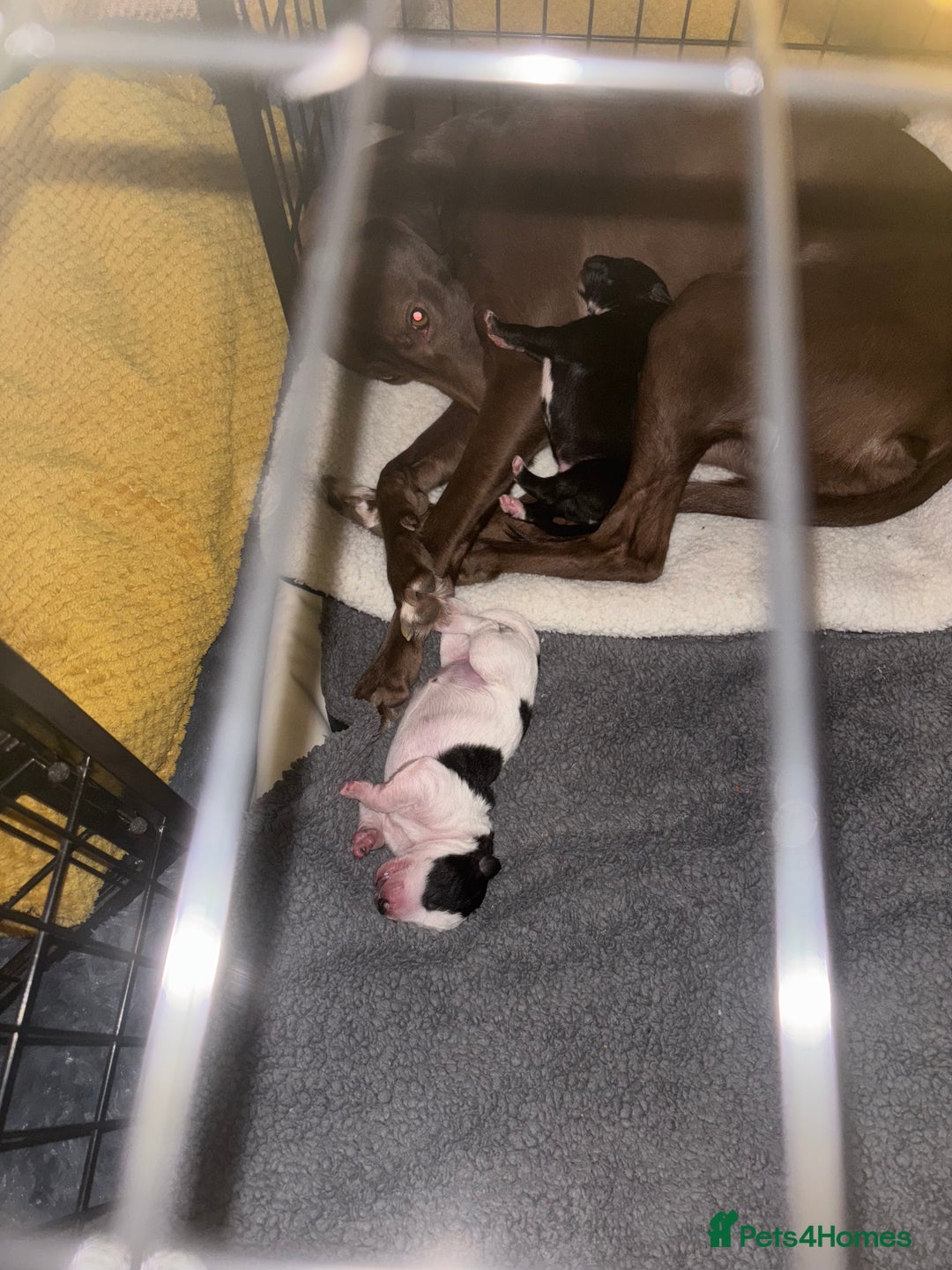 Whippet dogs for sale: Whippet puppies  - Advert 2