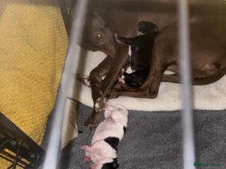 Whippet dogs Whippet puppies - Advert 3